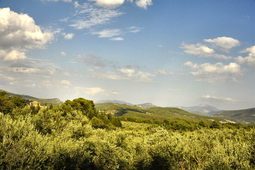 Altitude of the olive grove
