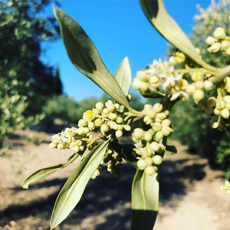 The Annual Olive Tree Cycle - Olive Oil Times