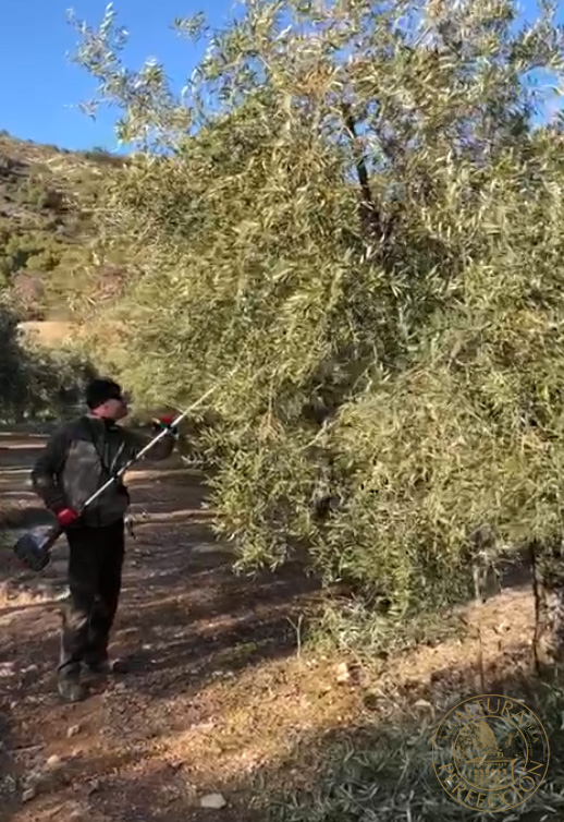 pruning olive trees