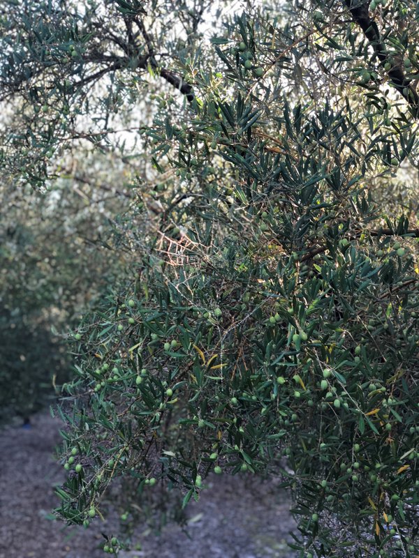 repilo del olivo